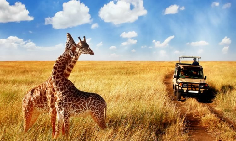 cheap safari in Tanzania