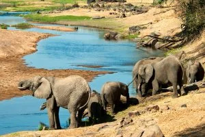 Ruaha-National-Park-pavtrckuimdai8bzcodqnfwltxb1n3bjafhcm78o28