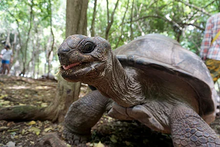 giant-tortoise-prison-island-zanzibar