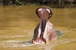 Hippo (Hippopotamus amphibius) with open mouth in the river, Katavi National Park, Tanzania