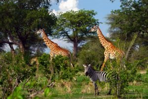 Ruaha-National-Park-giraffes-and-zebra