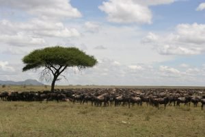Serengeti National Pack-1