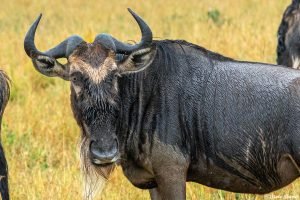 serengeti-wet_wildebeest