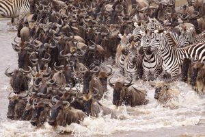 serengeti wildebeest-migration